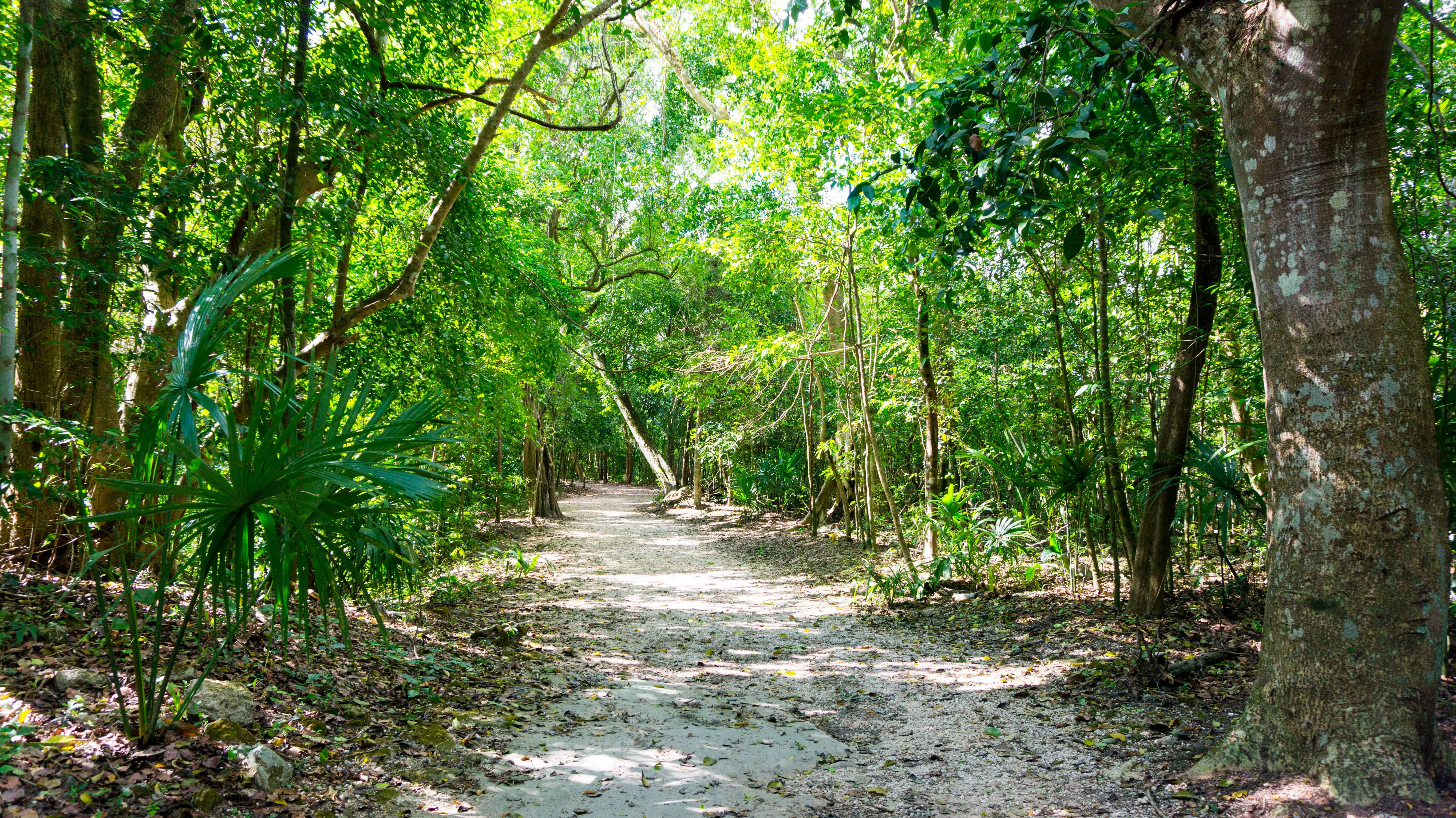 Coba_Maya Stätte_Dschungel