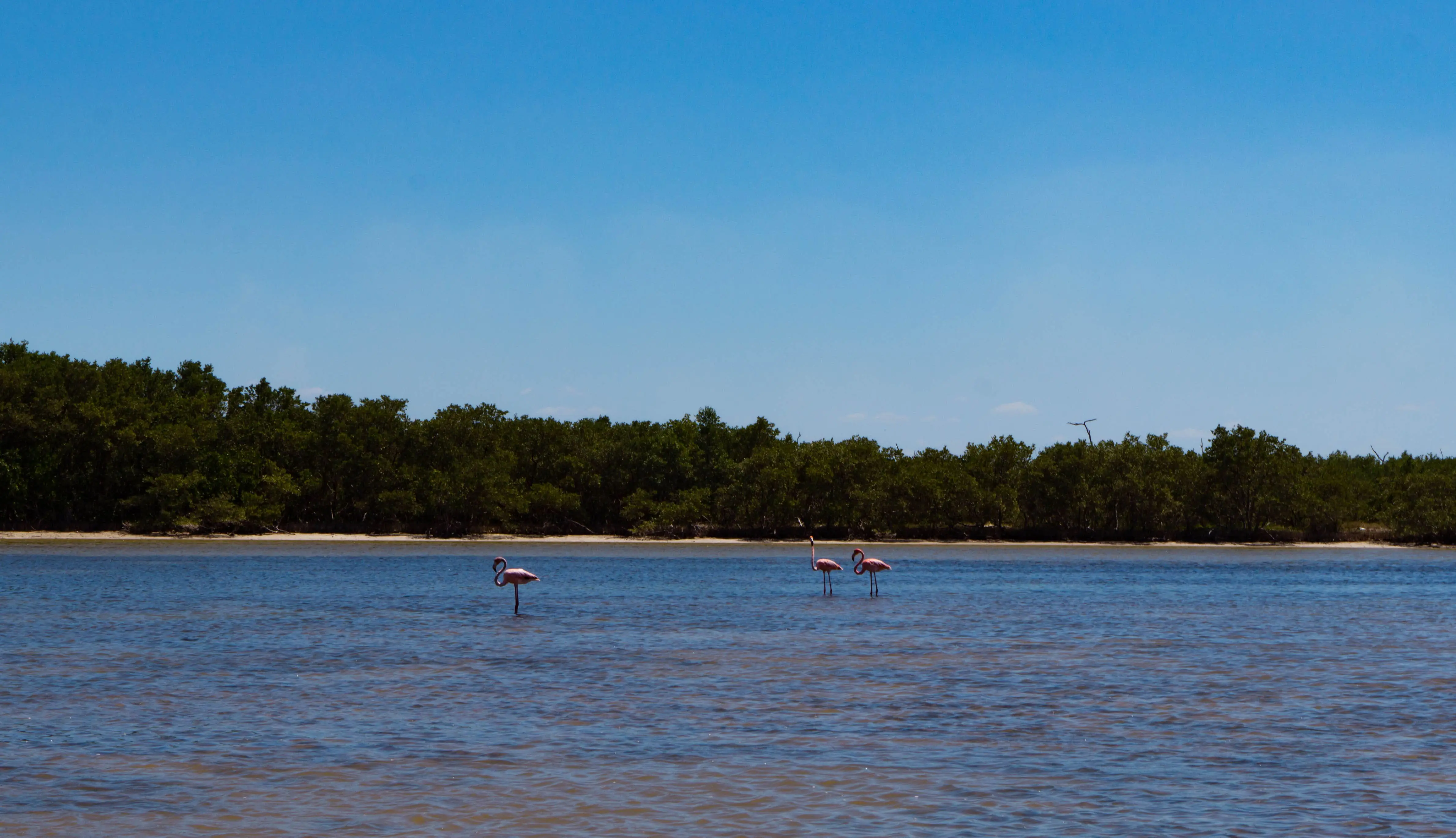 Rio Lagartos