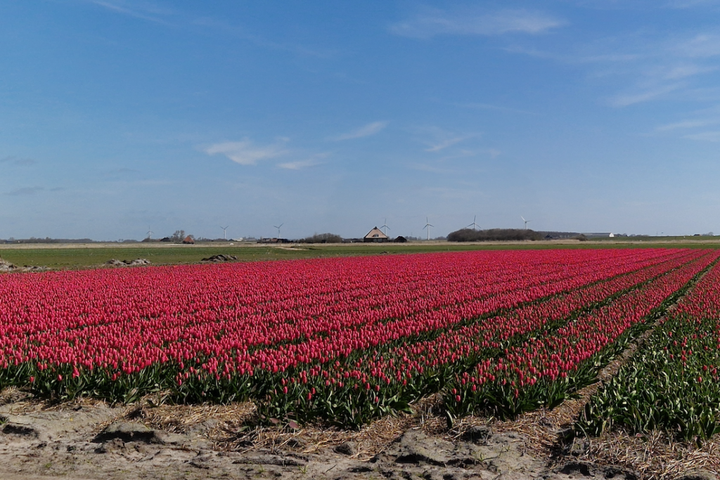 Callantsoog Sehenswuerdigkeiten Tulpenfelder