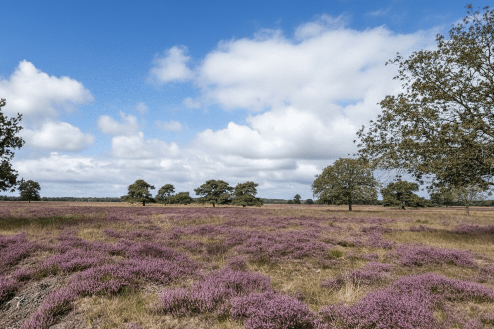 IJsselmeer Sehenswürdigkeiten Nationalpark Drents-Friese Wold