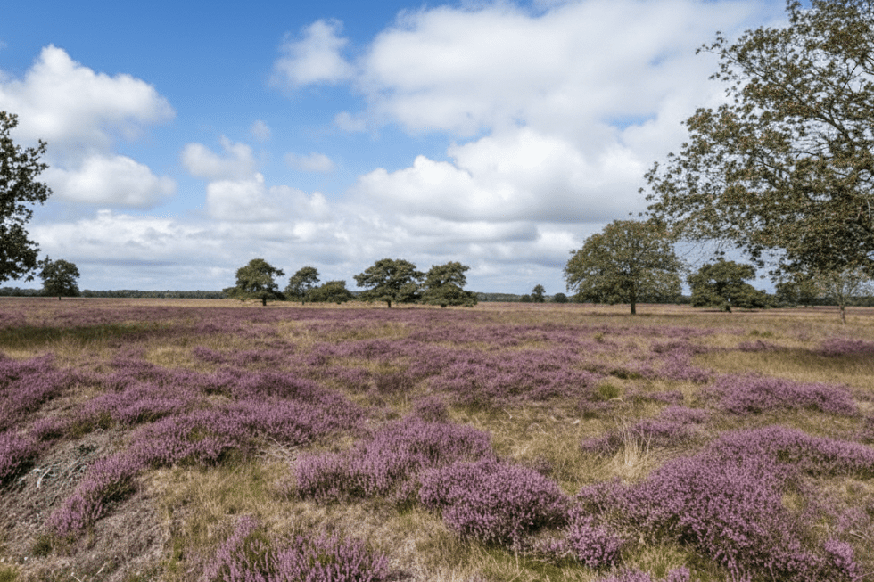 
IJsselmeer Sehenswürdigkeiten Nationalpark Drents-Friese Wold