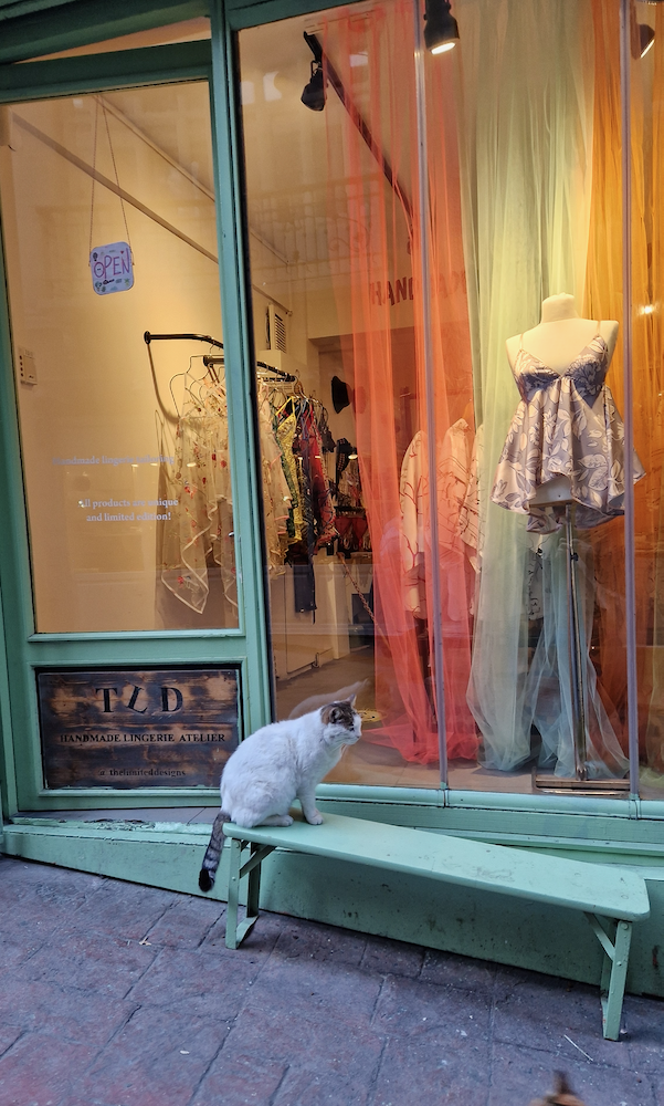 Istanbul Katzen