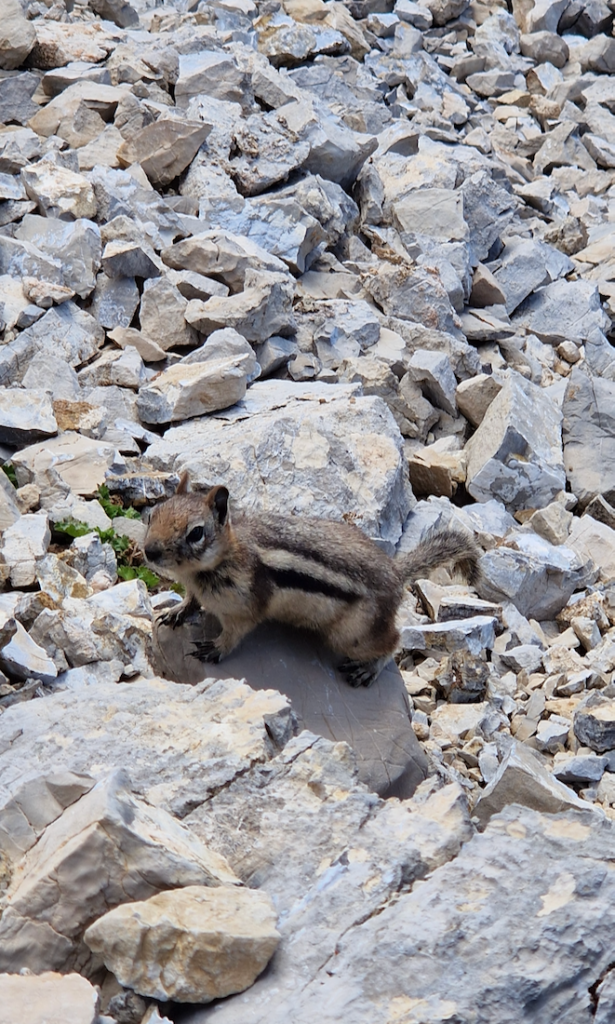 Kanada Rocky Mountains Wandern Streifenhoernchen