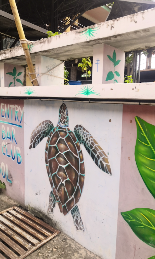 Koh Tao Schildkröteninsel