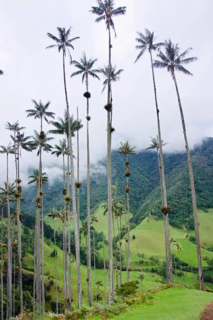Valle de Cocora