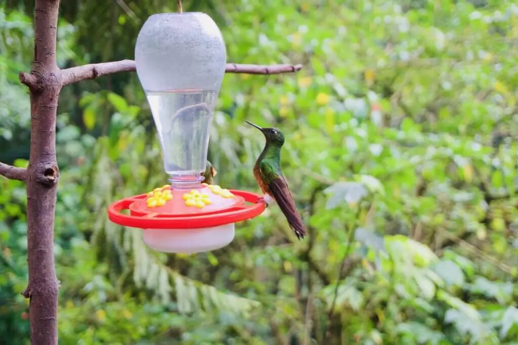 Valle de Cocora Kolibri