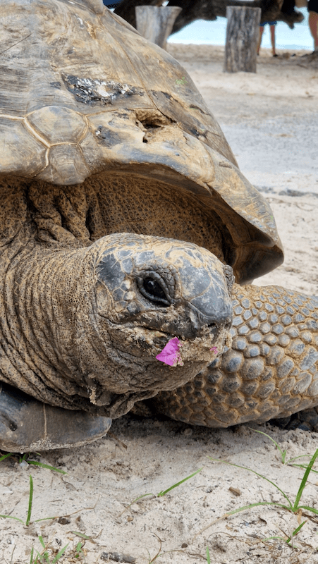 La Digue Schildkröt Papaya