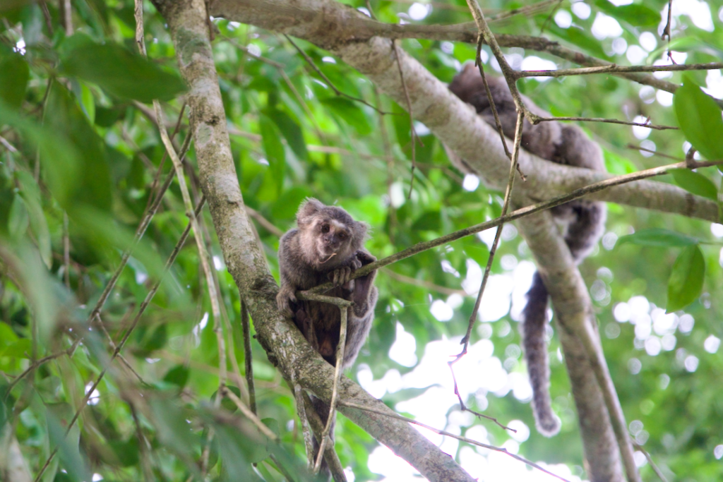 Paraty Affen Weissbueschelaffen