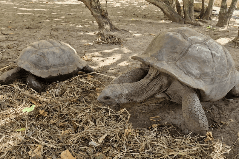 Aldabra-Riesenschildkröten