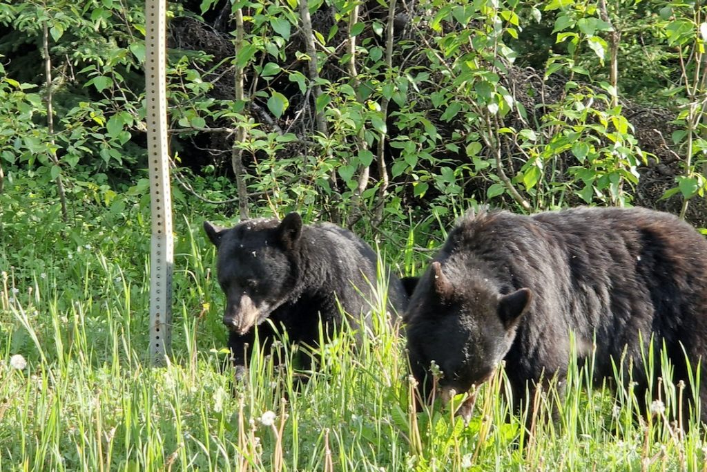 Schwarzbären Mount Robson Provincial Park