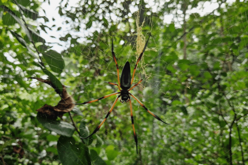 Praslin Spinnen