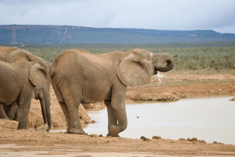 Garden Route Sehenswürdigkeiten Addo-Elephant-National-Park Elefantenherde