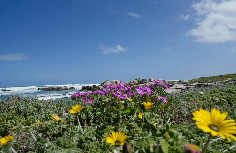 Südafrika_Kap Agulhas_Wildblumen