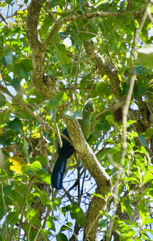 Suedafrika_Knysna-Turacos_Loerie