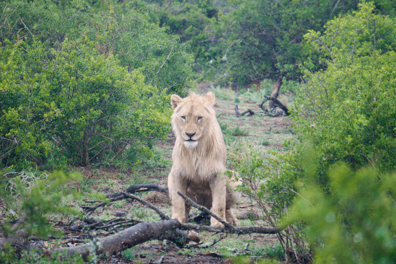 Südafrika_garden route_addo nationalpark_löwe