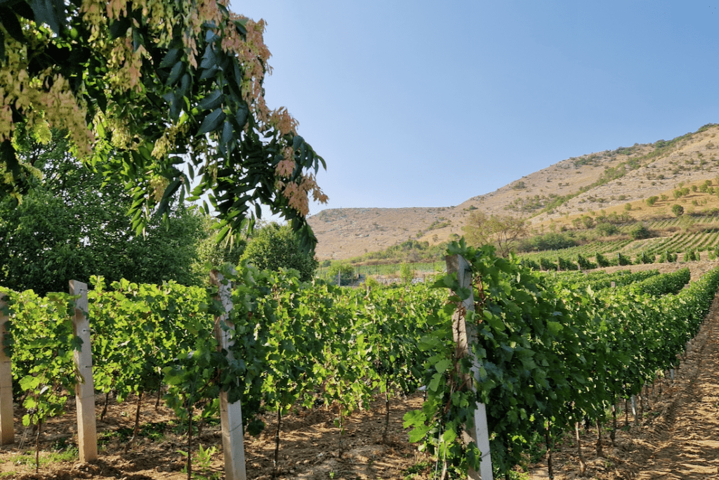 Villány Ungarn Weinregion