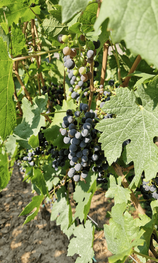 Villány Weinregion Ungarn