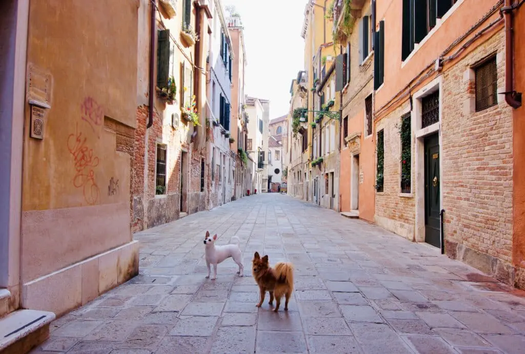 Hunde Venedig