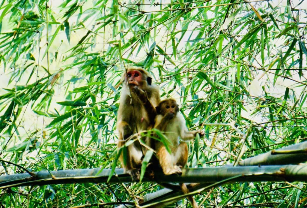 Kandy Botanischer Garten