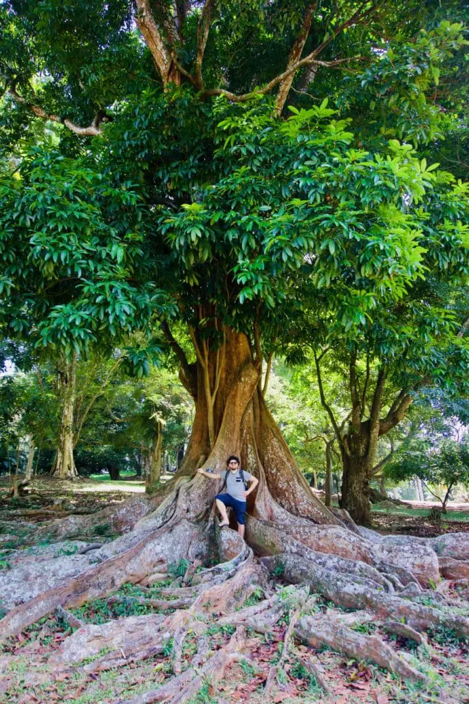 Kandy Botanischer Garten