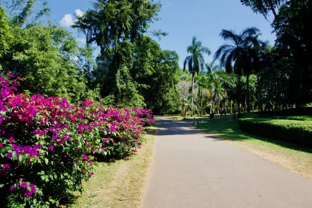 Kandy Botanischer Garten