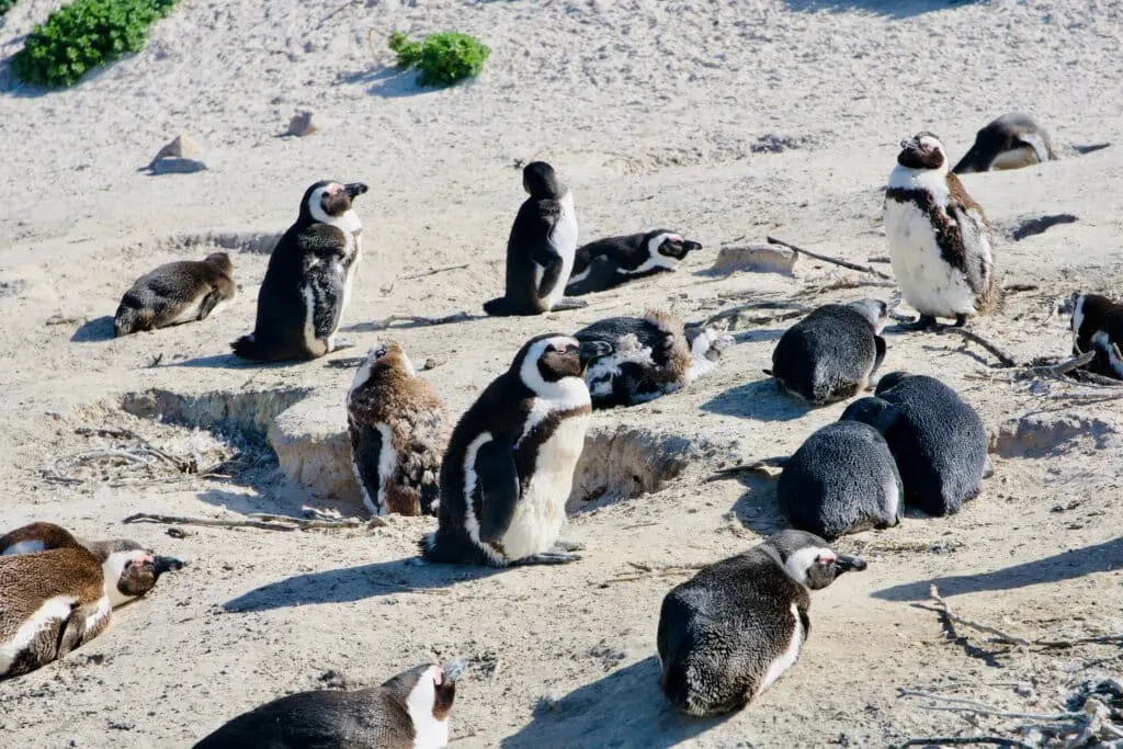 Kapstadt Boulders Beach Pinguine