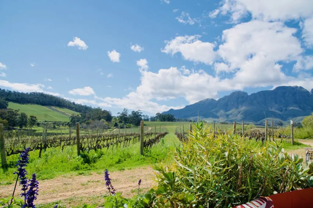 Stellenbosch Weintasting