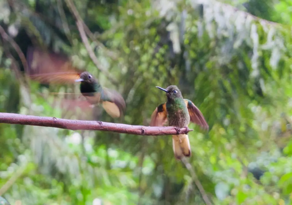 Kolibri