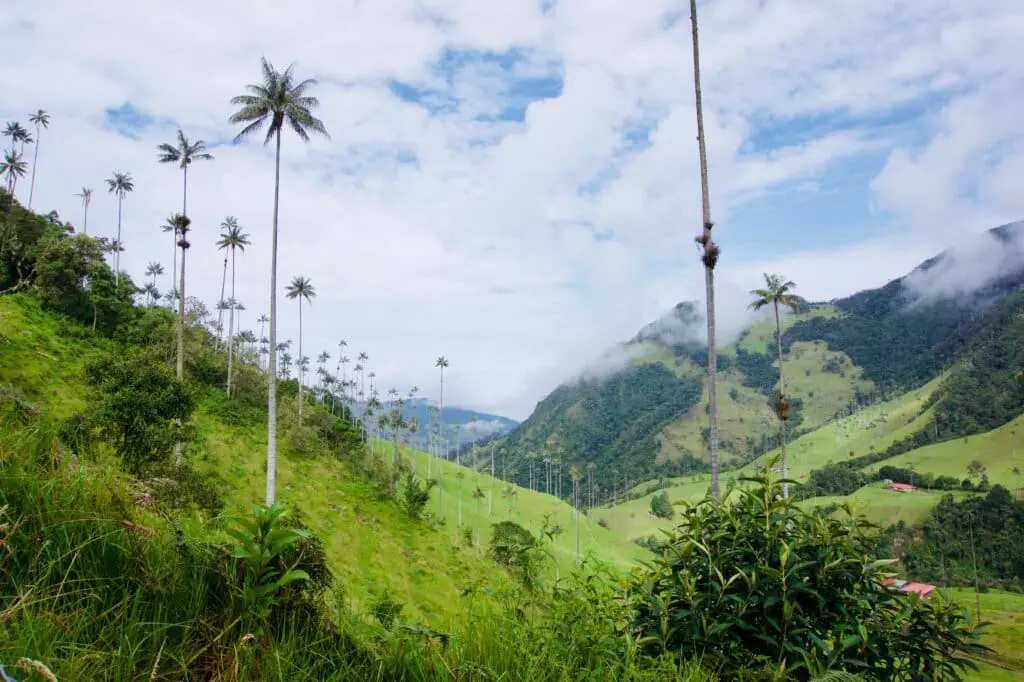 Salento Sehenswürdigkeiten Valle de Cocora