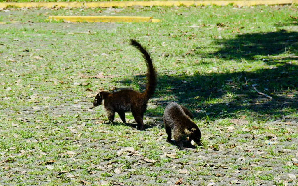 Mistico Arenal Hanging Bridges Park