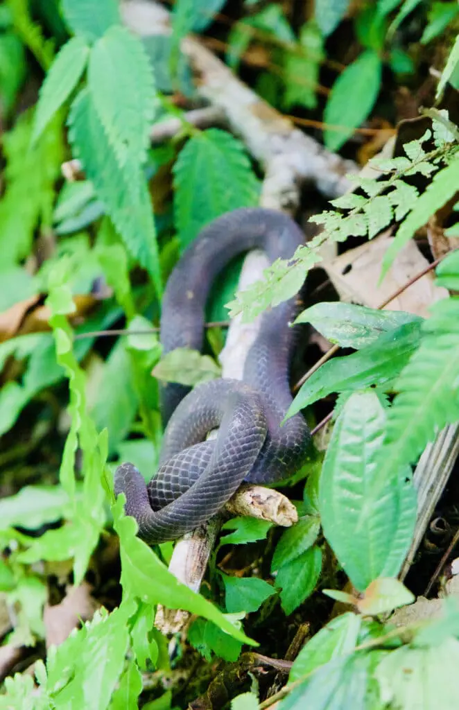Mistico Arenal Hanging Bridges Park Schlange