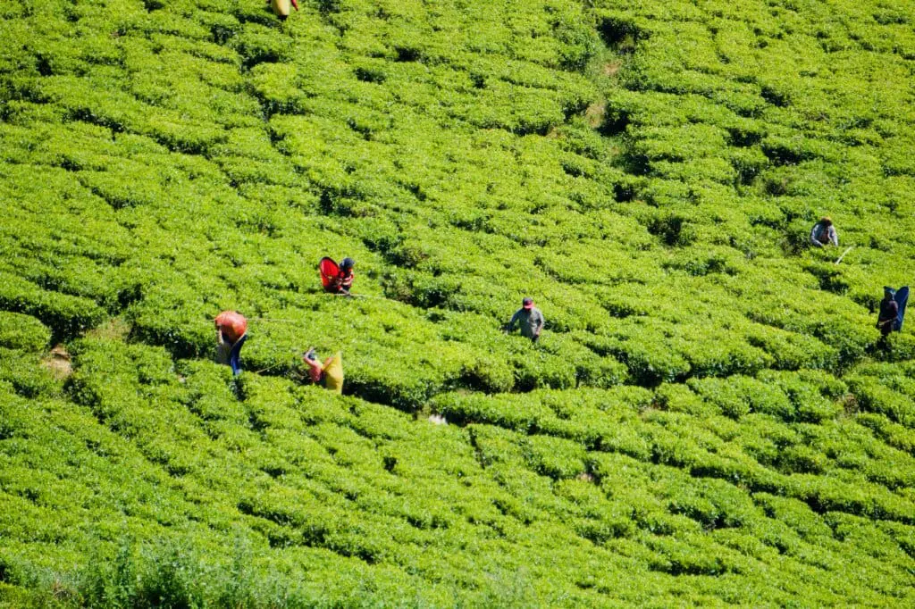 Nuwara Eliya Sehenswürdigkeiten