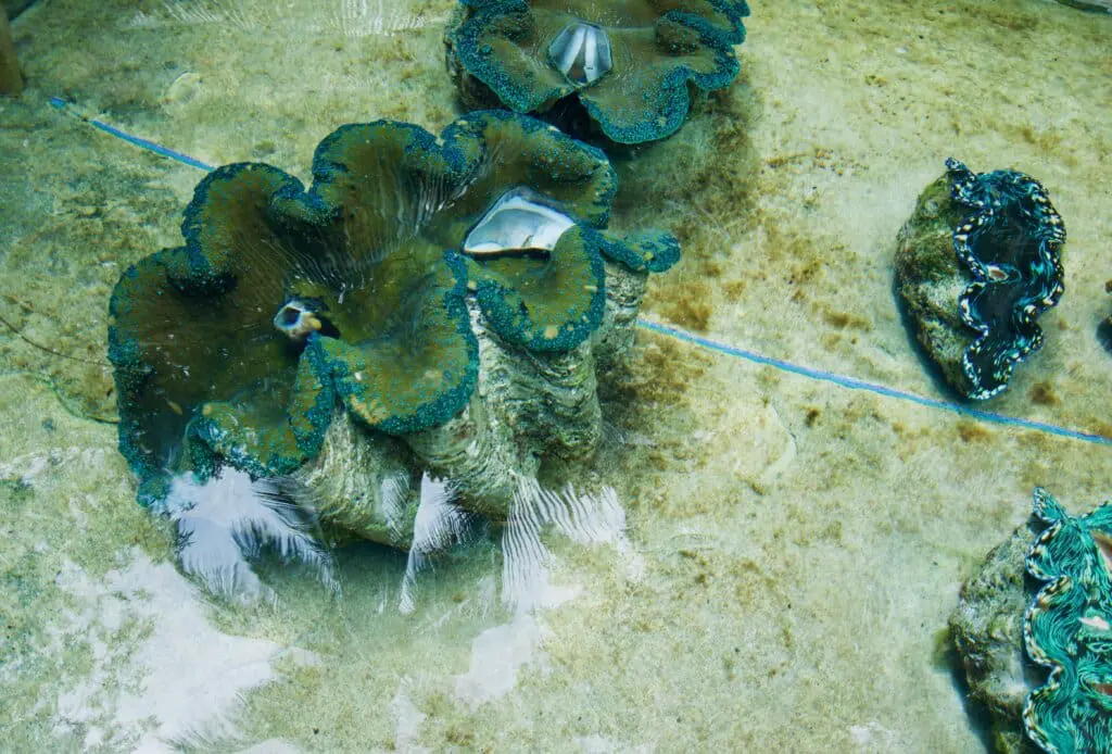 Camiguin Riesenmuschel