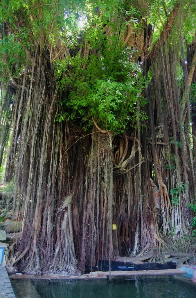 Siquijor Balete Tree