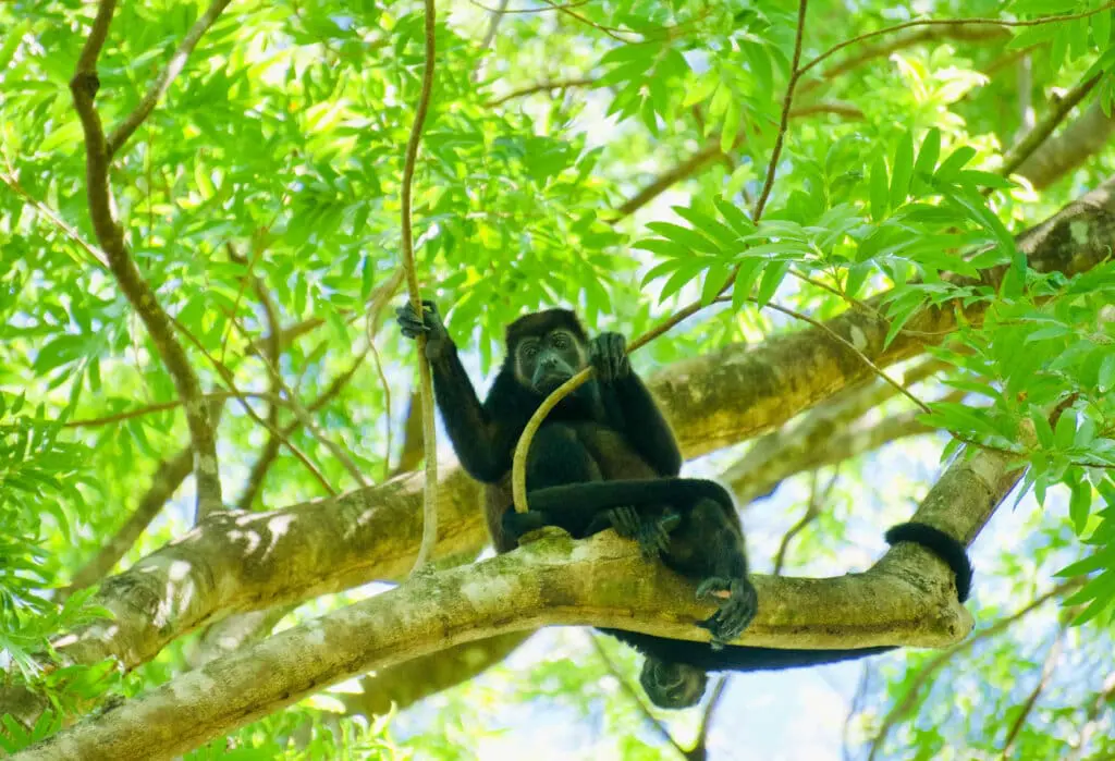 Costa Rica Sehenswürdigkeiten Brüllaffe