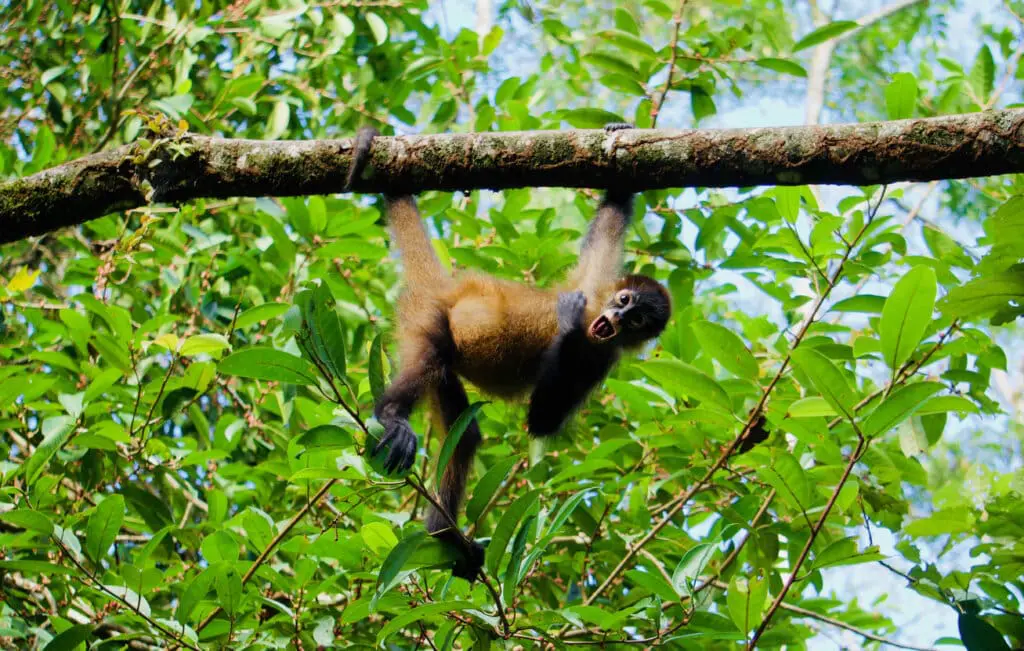 Costa Rica Sehenswürdigkeiten Affen