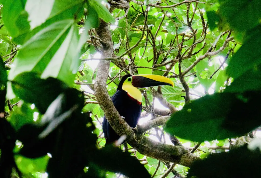 Tukan Costa Rica