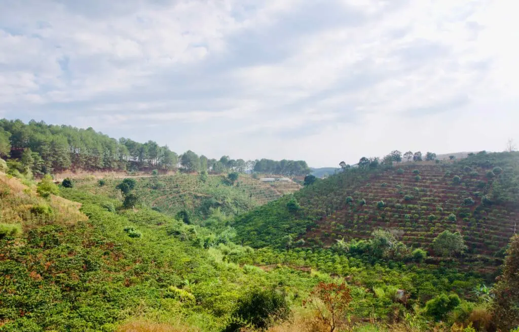 Dalat Kaffeetour
