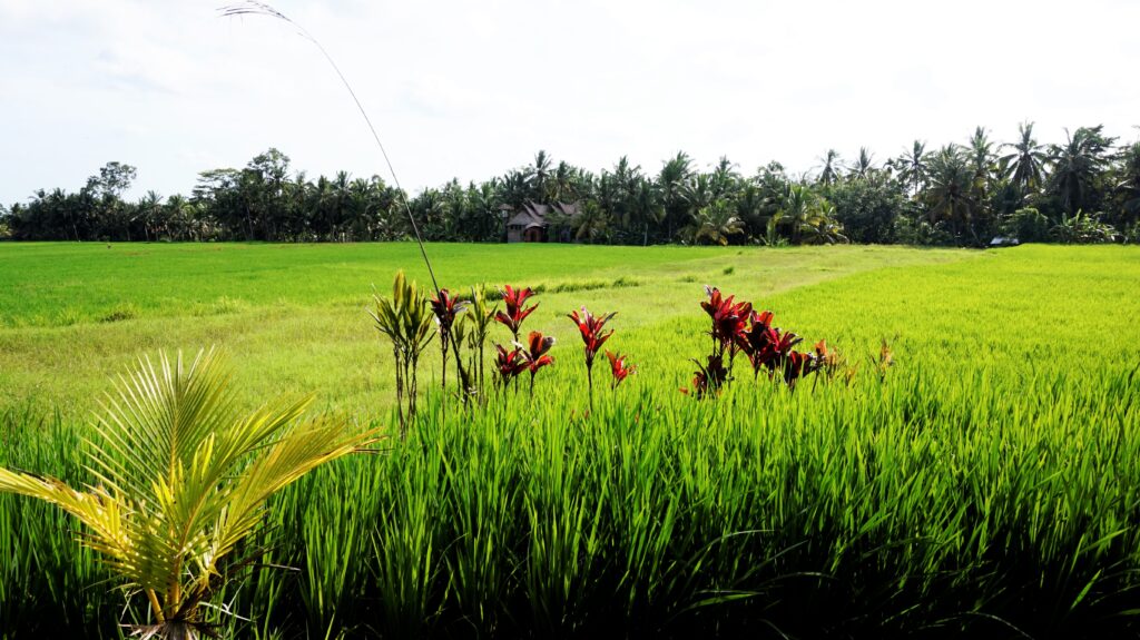 Ubud