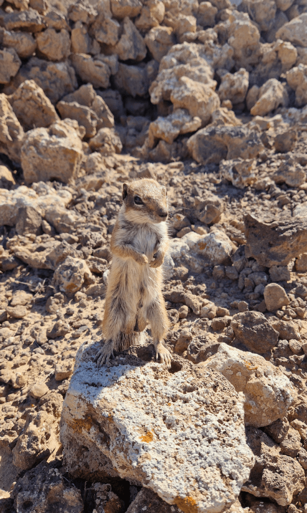 Fuerteventura Norden Atlashörnche