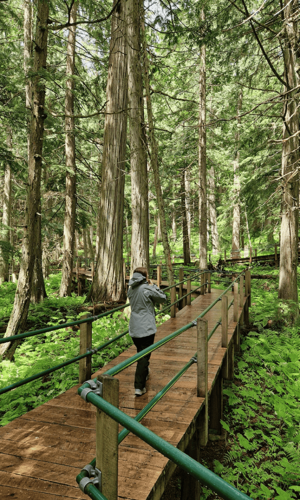 Glacier Nationalpark Kanada Hemlock Grove Boardwalk