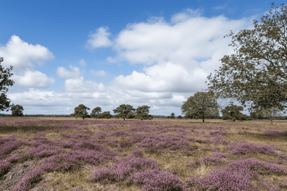 IJsselmeer Sehenswürdigkeiten Nationalpark Drents-Friese Wold