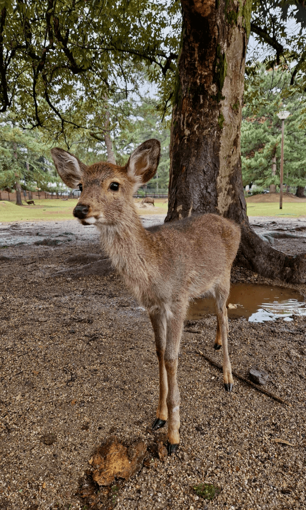 Nara Baby Hirsch