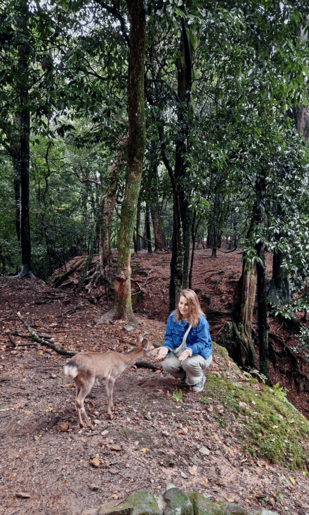 Nara Hirsch füttern