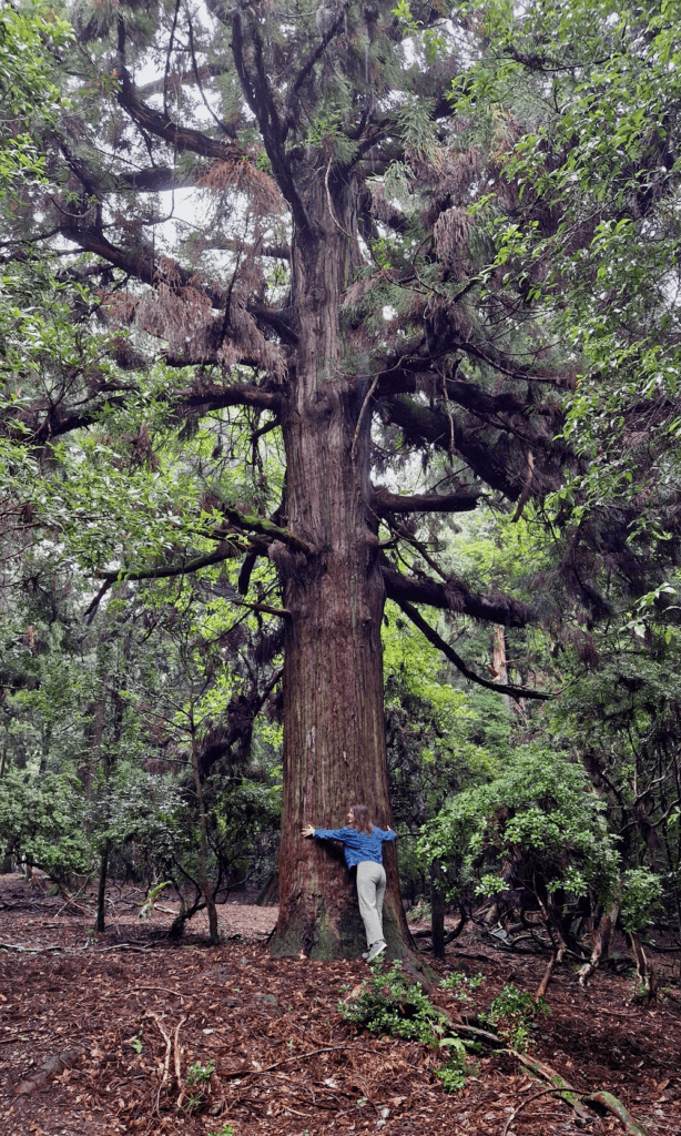 Kyoto Waldbaden