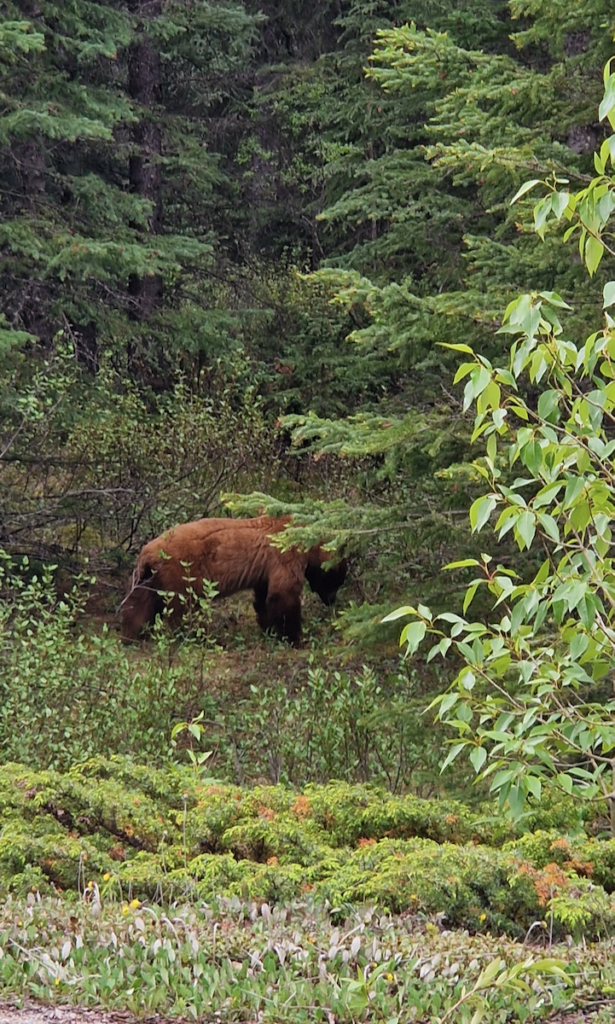 Kanada_Bär_Banff Nationalpark