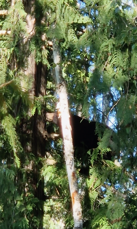 Kanada Bär auf Baum