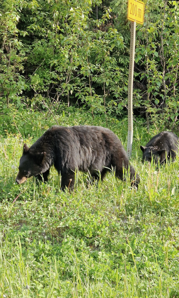 Kanada Schwarzbär