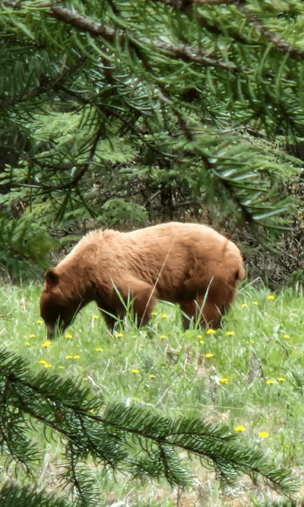 Kanada Rundreise Bären