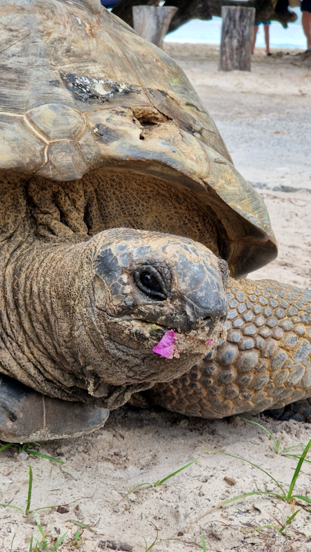 La Digue Schildkröt Papaya